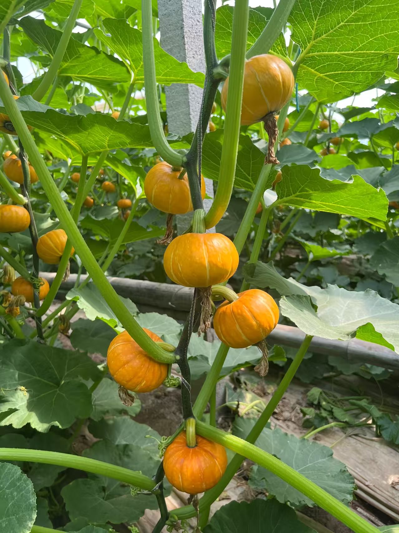 莱芜南瓜种子（系列）