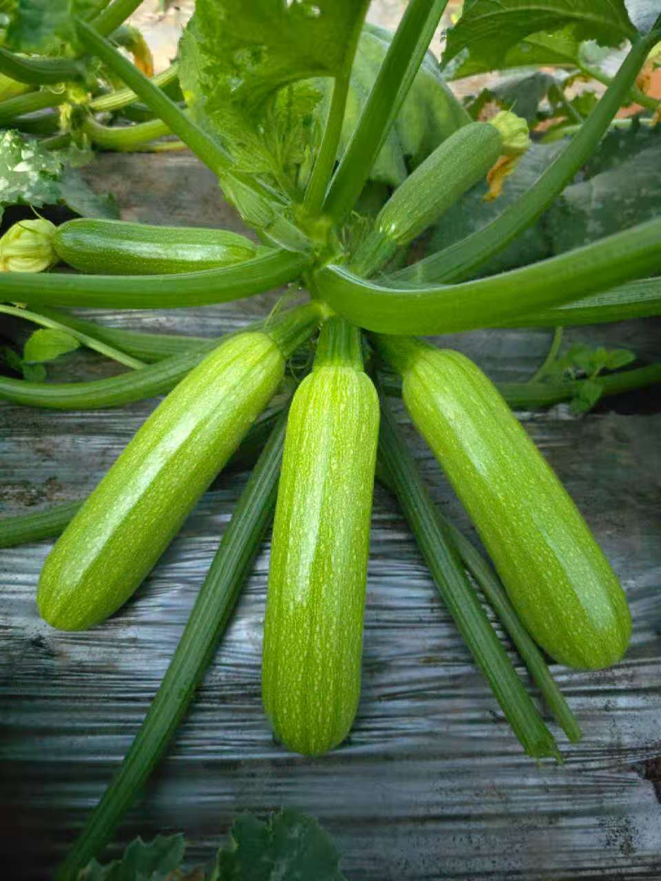 莱芜西葫芦种子（系列）
