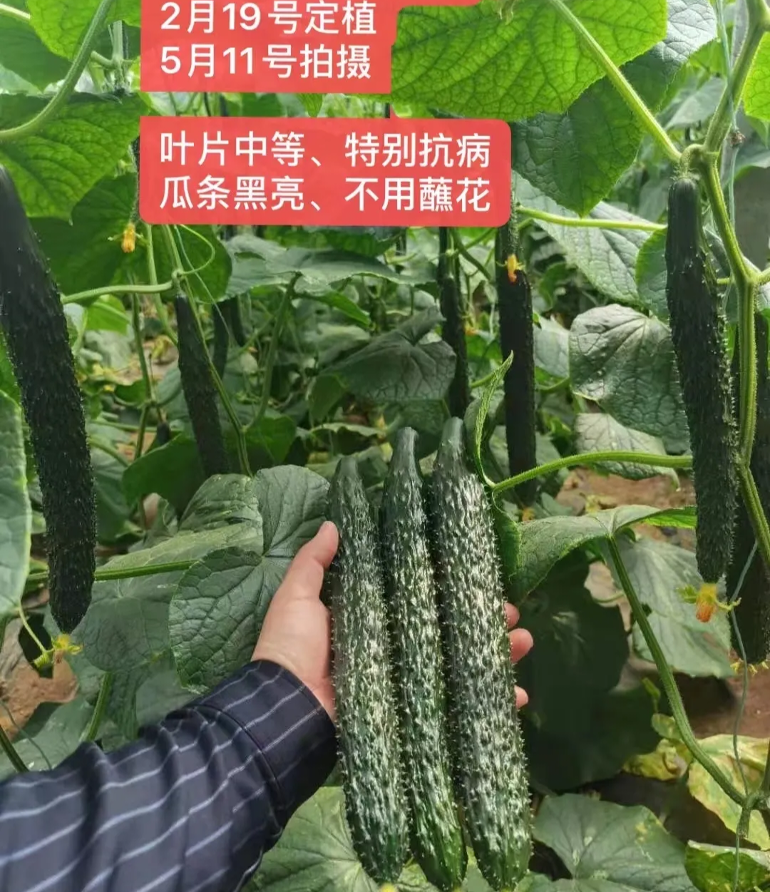 莱芜黄瓜种子（系列）